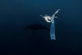 Woman freediver with white fins swim with manta ray. Freediving with manta rays on deep Royalty Free Stock Photo