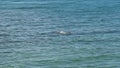 Woman freediving in the blue sea