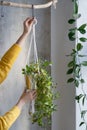 Woman freelancer holding macrame plant hanger with houseplant tradescantia over grey wall