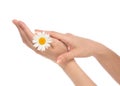 Woman french manicured hands with fresh camomile daisy