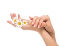 Woman french manicured hands with fresh camomile daisy flower