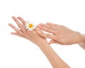 Woman french manicured hands with fresh camomile daisy flower i