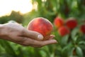 Woman fresh ripe peach in garden, closeup view Royalty Free Stock Photo