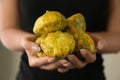 Woman with fresh squashes, closeup Royalty Free Stock Photo