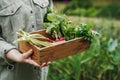 Woman freshly picked vegetable from garden Royalty Free Stock Photo