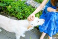 woman, friend, portrait of young beautiful woman with happiness and friendship beautiful dog playing outdoors. Royalty Free Stock Photo