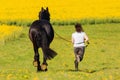 Woman with a Friesian horse on a field Royalty Free Stock Photo