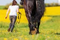 Woman with a Friesian horse on a field Royalty Free Stock Photo