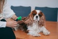 Woman with furminator disassembles hair on dog`s ears. Cavalier King Charles Spaniel. Dog care.Grooming. Shearing of wool. Royalty Free Stock Photo