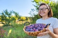 Woman in the garden with basket of plums. Harvest of fresh plucked fruits, ripe blue plums Royalty Free Stock Photo