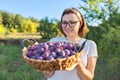 Woman in the garden with basket of plums. Harvest of fresh plucked fruits, ripe blue plums Royalty Free Stock Photo