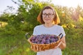 Woman in the garden with basket of plums. Harvest of fresh plucked fruits, ripe blue plums Royalty Free Stock Photo