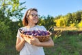 Woman in the garden with basket of plums. Harvest of fresh plucked fruits, ripe blue plums Royalty Free Stock Photo