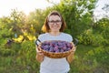 Woman in the garden with basket of plums. Harvest of fresh plucked fruits, ripe blue plums Royalty Free Stock Photo