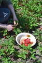 a woman in the garden collects strawberries in a bowl