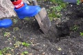 Gardening with a shovel. Retired plants in the spring Royalty Free Stock Photo