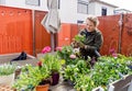 Woman in garden gloves creating flower composition at balcony planting flower seedlings. T