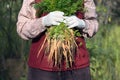 Woman in a garden holding bunch of carrots