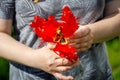 A woman in the garden holds a blooming Red Lizard parrot tulip in her hand Royalty Free Stock Photo