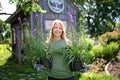 Woman in Garden with Purple Liatris Flowers in Pots