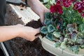 Woman Gardener Adding Soil to a Spring Flower Arrangement