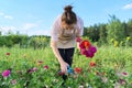 Woman gardener in an apron with garden scissors tearing a bouquet of zinnia flowers Royalty Free Stock Photo