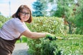 Woman gardener in apron trims decorative bushes with garden scissors