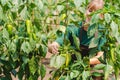 Woman gardener in commercial greenhouse growing bell pepper
