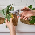 Woman gardener cuts wilted plants in a pot with garden scissors, hom Royalty Free Stock Photo