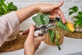 Woman gardener cuts wilted plants in a pot with garden scissors, hom Royalty Free Stock Photo