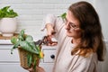 Woman gardener cuts wilted plants in a pot with garden scissors, hom Royalty Free Stock Photo