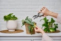 Woman gardener cuts wilted plants in a pot with garden scissors, hom Royalty Free Stock Photo