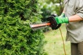 Woman gardener cutting thuja by electric hedge trimmer in garden