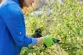 Woman gardener with gloves with secateurs pruning black currant branches Royalty Free Stock Photo