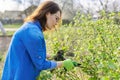 Woman gardener with gloves with secateurs pruning black currant branches Royalty Free Stock Photo