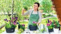 The woman gardener in green apron at her working desk transplants flower seedlings into flowerpots. Garden seasonal work on Royalty Free Stock Photo