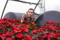 Woman gardener in greenhouse tending red poinsettia flowers