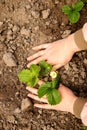 Woman gardener growing strawberry seedling with roots. Planting strawberries. Organic farming, gardening and homegrown Royalty Free Stock Photo