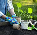 Woman Gardener hands in gardening gloves planting Sprouts in the vegetable garden. Spring garden work concept