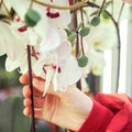 Woman gardener hands with a white orchid flower in a greenhouse store Royalty Free Stock Photo