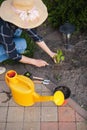 woman gardener in hat working in the garden in the backyard Royalty Free Stock Photo