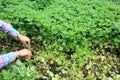 Woman gardener havest mint platns Royalty Free Stock Photo