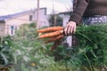 Woman gardener holding a bunch of fresh carrots from the garden Royalty Free Stock Photo