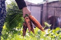 Woman gardener holding a bunch of fresh carrots from the garden Royalty Free Stock Photo