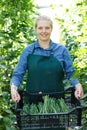 Woman gardener holding crate with habichuela in sunny greenhouse