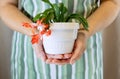 Woman gardener holding in hands blooming red Schlumbergera truncata also know as Christmas flower cactus. Close up Royalty Free Stock Photo