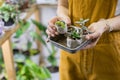 Woman gardener holding set of small ceramic pots for plant germination with sprouts haworthia, cactus, crassula, succulents