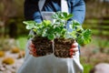 Woman gardener holding two wild strawberry seedlings in hands. Royalty Free Stock Photo