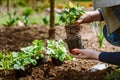 Woman gardener holding wild strawberry seedling in pot.