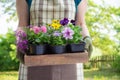 Woman gardener holds wooden tray with several flower pots. Royalty Free Stock Photo